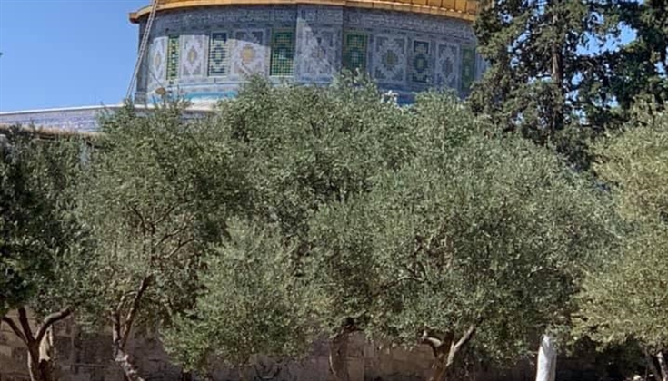 أشجار الزيتون في المسجد الأقصى المبارك