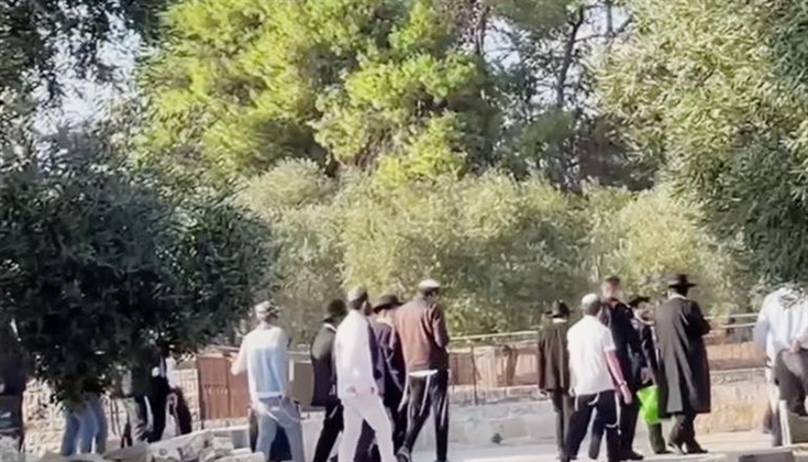 تصعيد غير مسبوق.. مستوطنون يقتحمون الأقصى بقربان من اللحم
