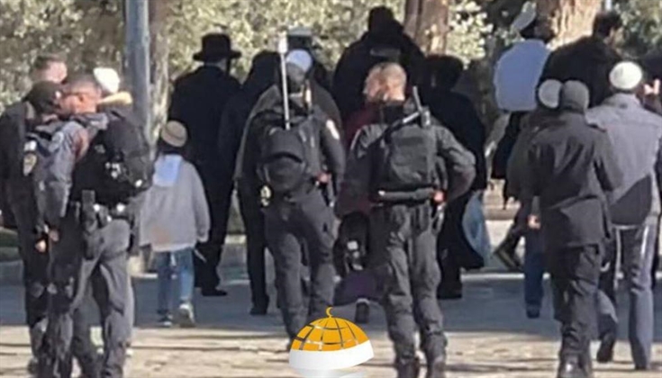 260 مستوطنًا يقتحمون الأقصى وسط حراسة مشددة