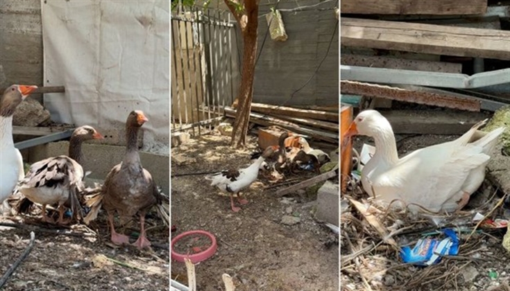 قرار إبعاد إسرائيلي يطال طيورا في القدس